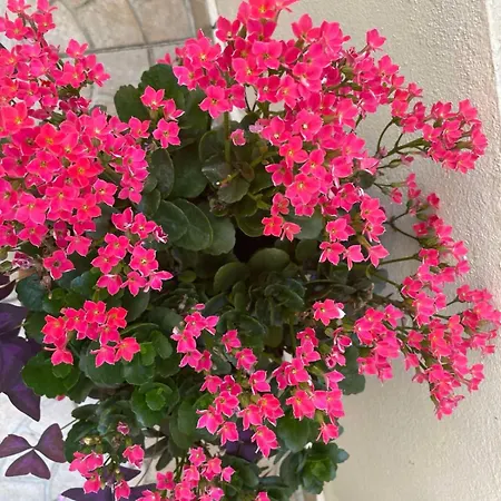 Gergana Гостевой дом