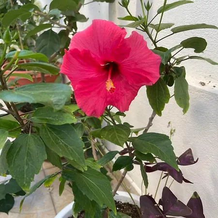 Гостевой дом Gergana Китен