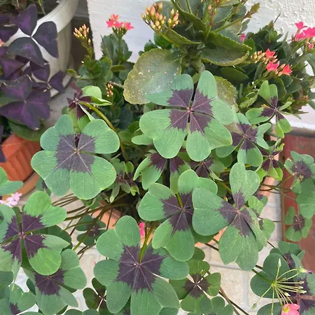 Gergana Гостевой дом Китен