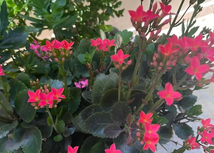 Gergana ゲストハウス キテン