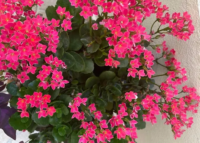 Gergana ゲストハウス