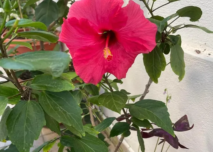 ゲストハウス Gergana キテン