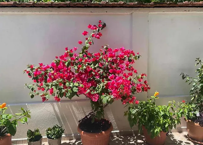 ゲストハウス Gergana 4*