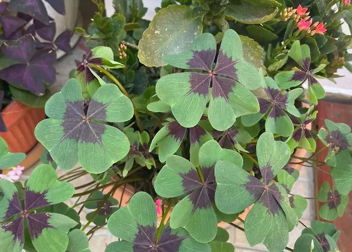 Gergana ゲストハウス キテン